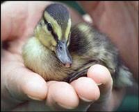 baby duckling