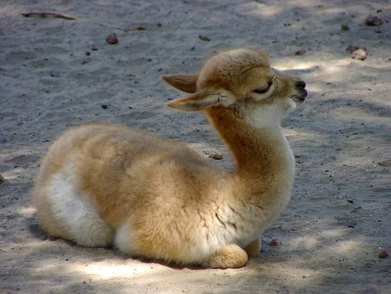 baby llama