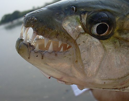 tigerfish