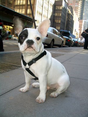 frenchy