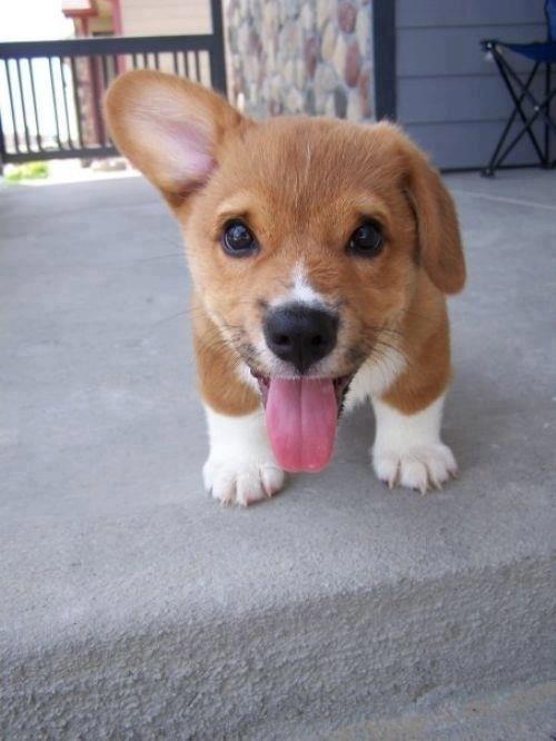 floppy